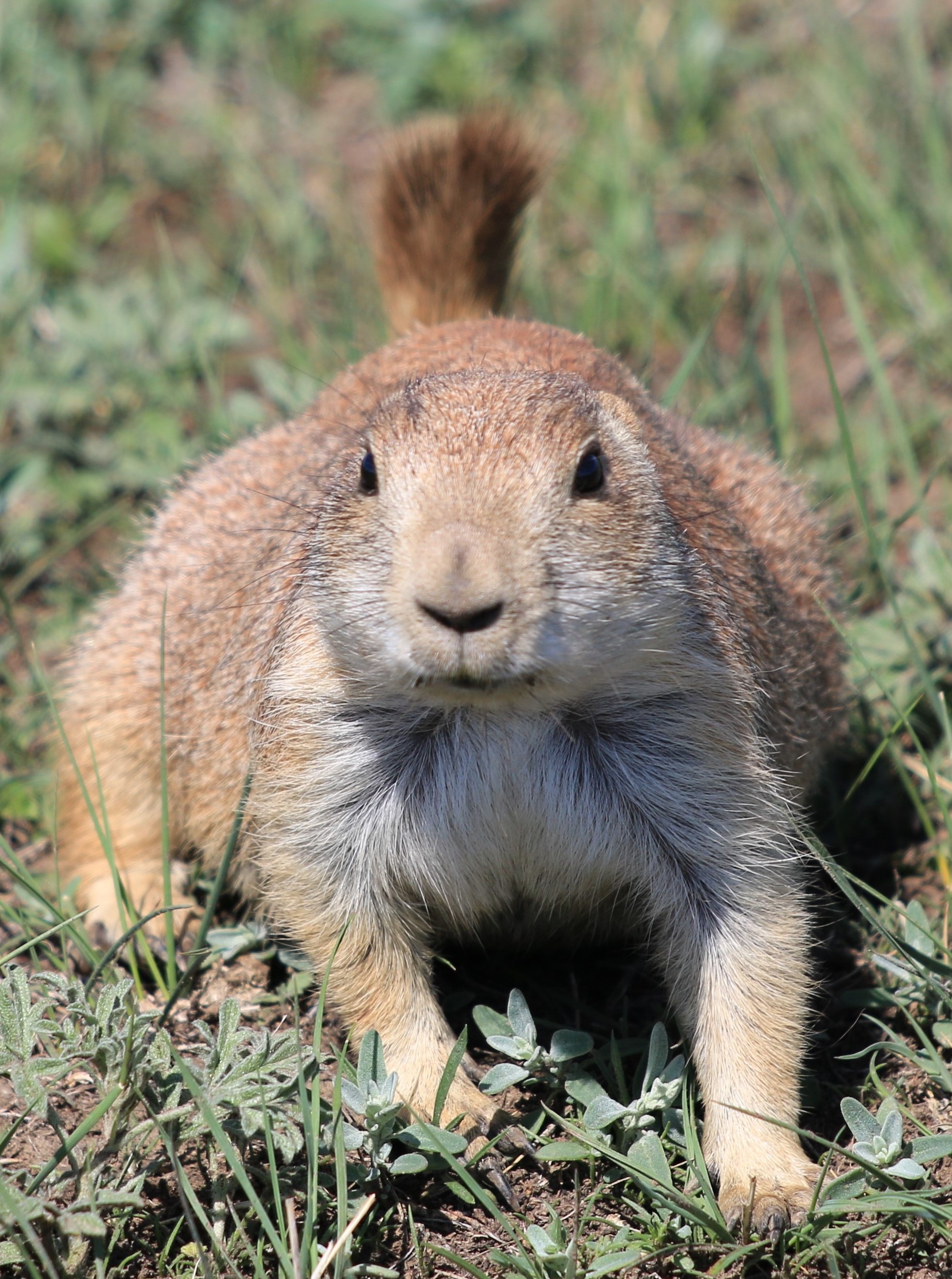 Theodore Roosevelt NP